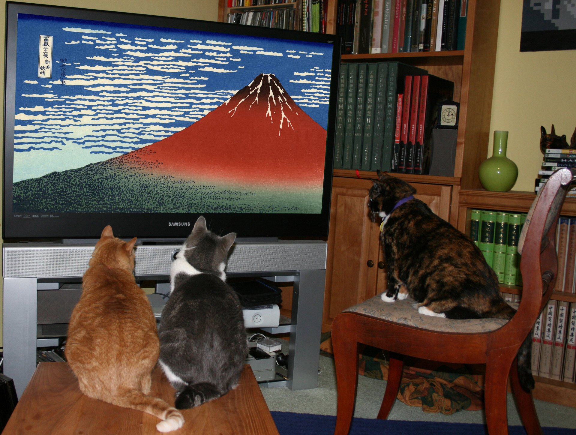 Three cats watching TV